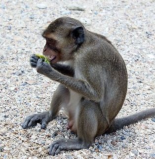 Monkey island Having a banana. Crab-eating macaque,Macaca fascicularis,Macaque,Monkeys