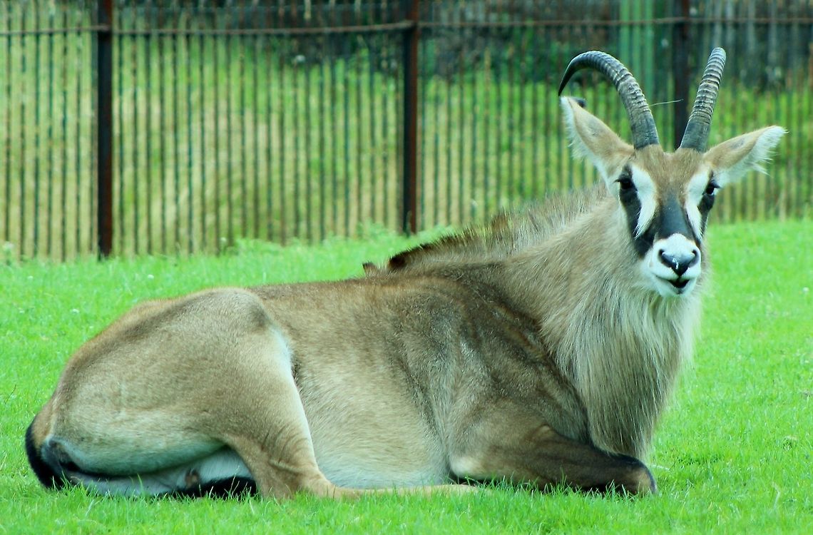 horned Oryx  Hippotragus equinus,Roan antelope,horned Oryx,mammals