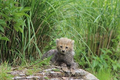 New Cheetah cub New cub born at Chester Zoo 2013  Acinonyx jubatus,Cheetah