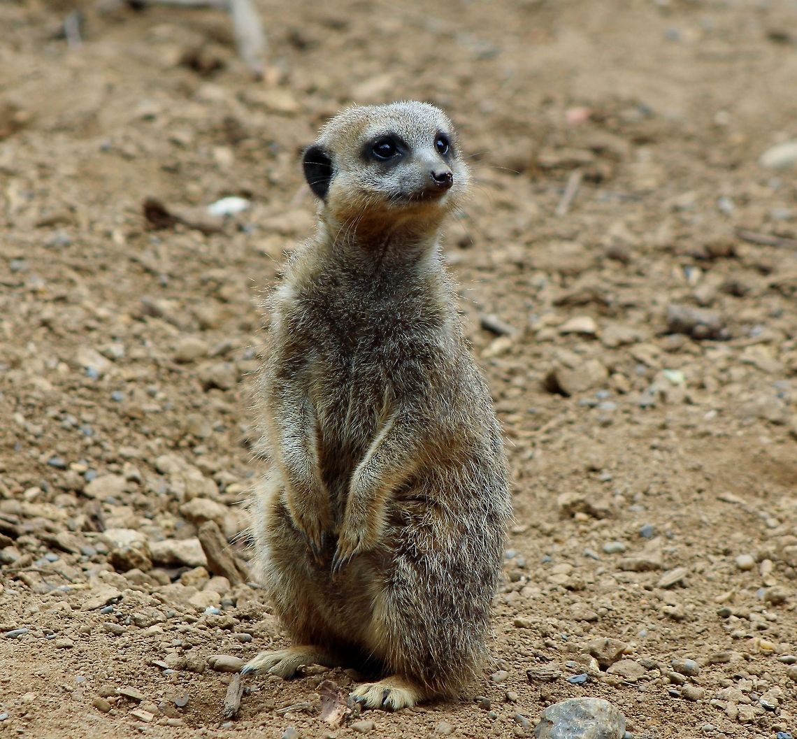 Meerkat Handsome meerkat, look at their long fingers. Meerkat,Meerkat animal Africa,Suricata suricatta