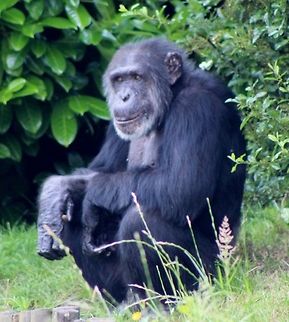 old chimpanzee  Common chimpanzee,Pan troglodytes