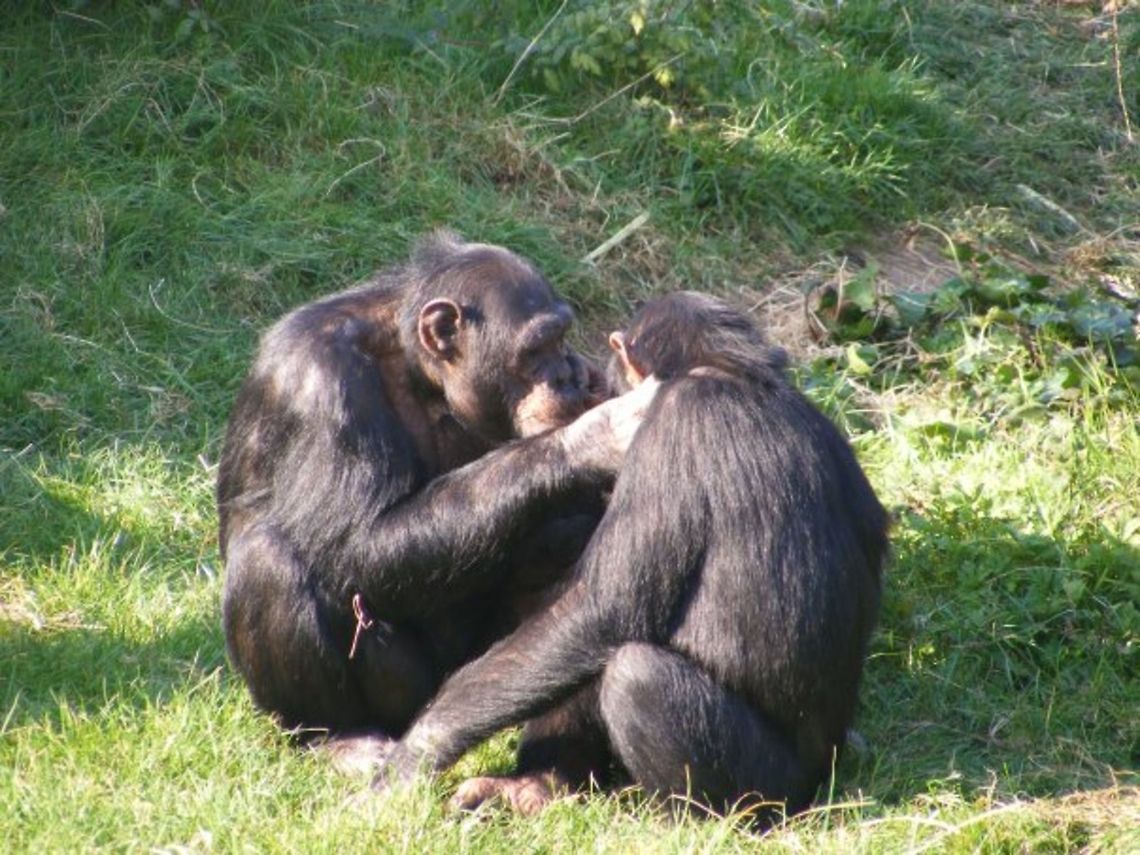 Chimpanzees Playfully grooming and showing affection for each other. Common chimpanzee,Monkeys,Pan troglodytes