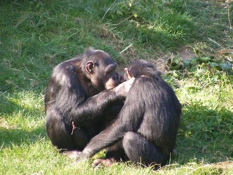 Chimpanzees Playfully grooming and showing affection for each other. Common chimpanzee,Monkeys,Pan troglodytes
