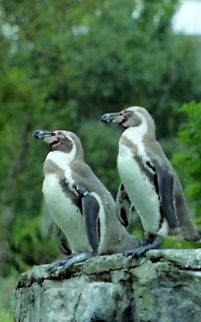 Humboldt penguins  Humboldt Penguin,Humboldt penguins,Penguins,Spheniscus humboldti