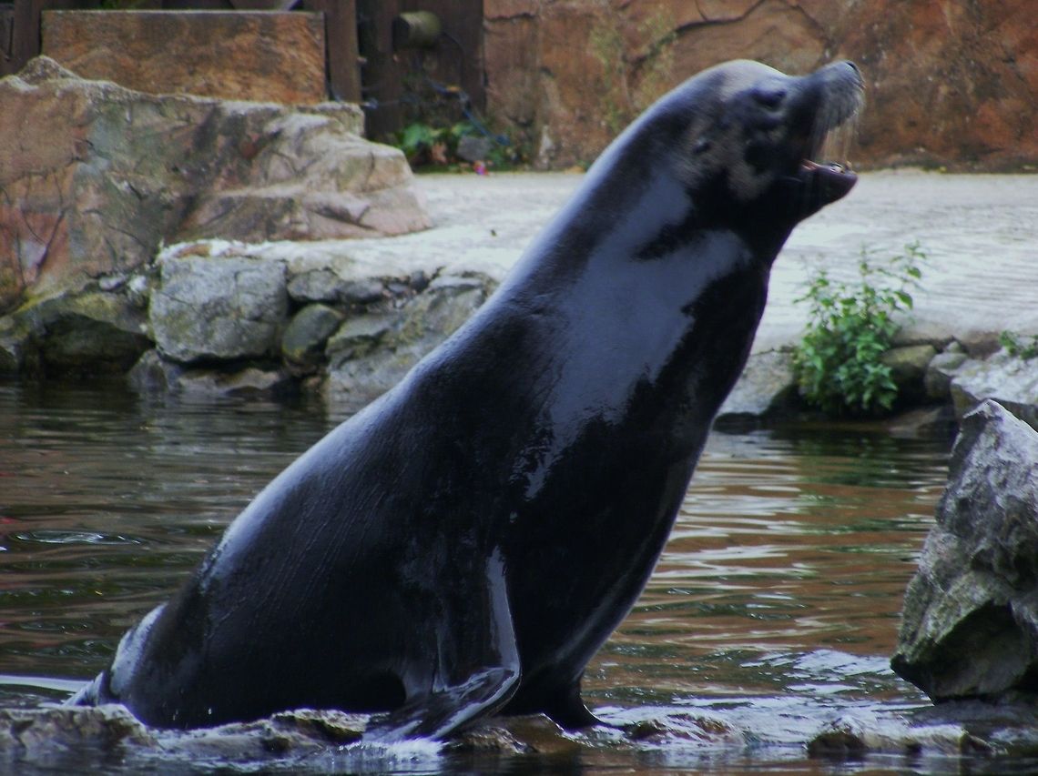 Sea Lion Taken at Chester Zoo before they left. California Sea Lion,California sea lion,Sea Lion,United States,Zalophus californianus