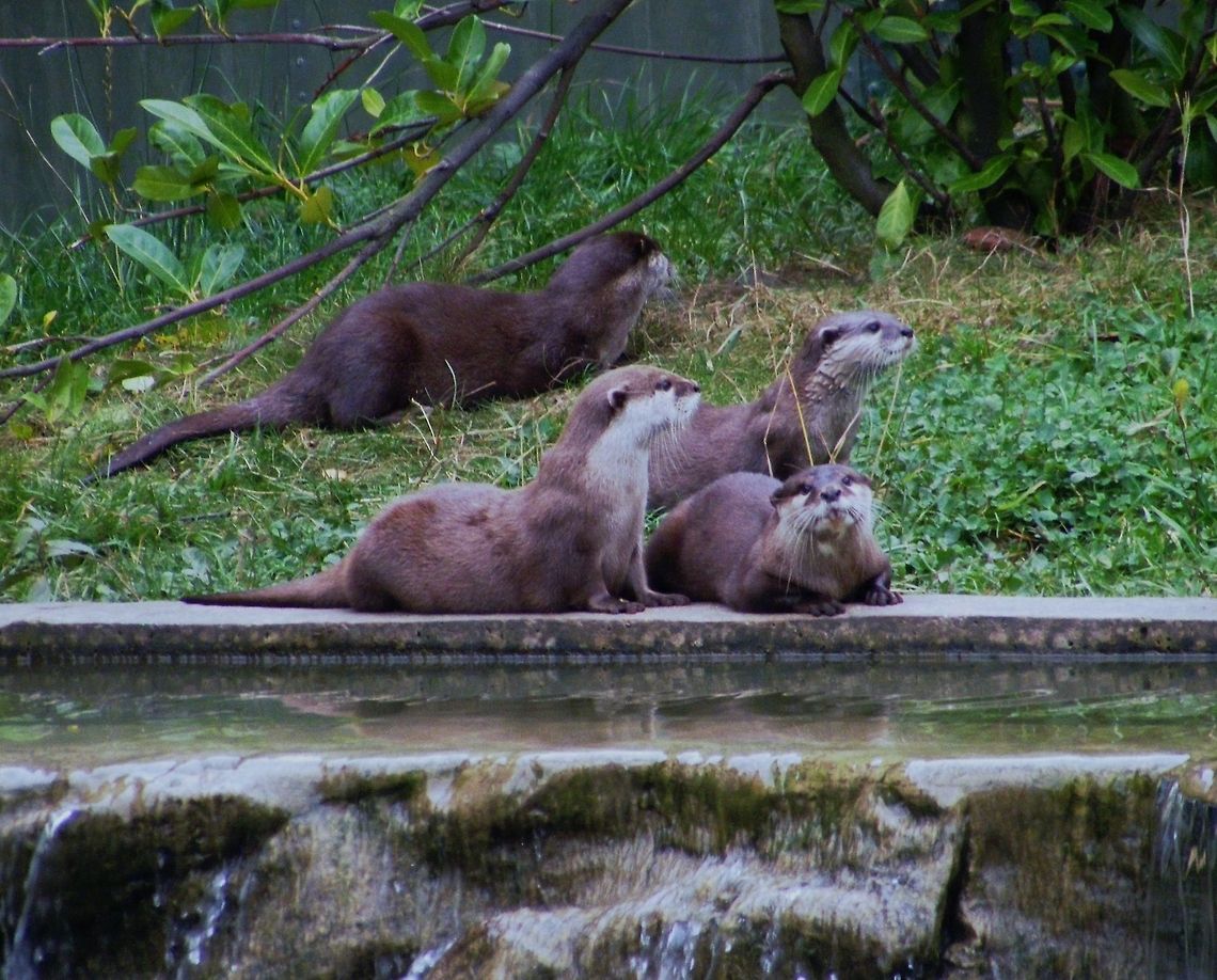 Otters Taken at Chester Zoo Aonyx cinerea,Chester Zoo,Oriental small-clawed otter,Otters,River Bank,wildlife photography,zoo