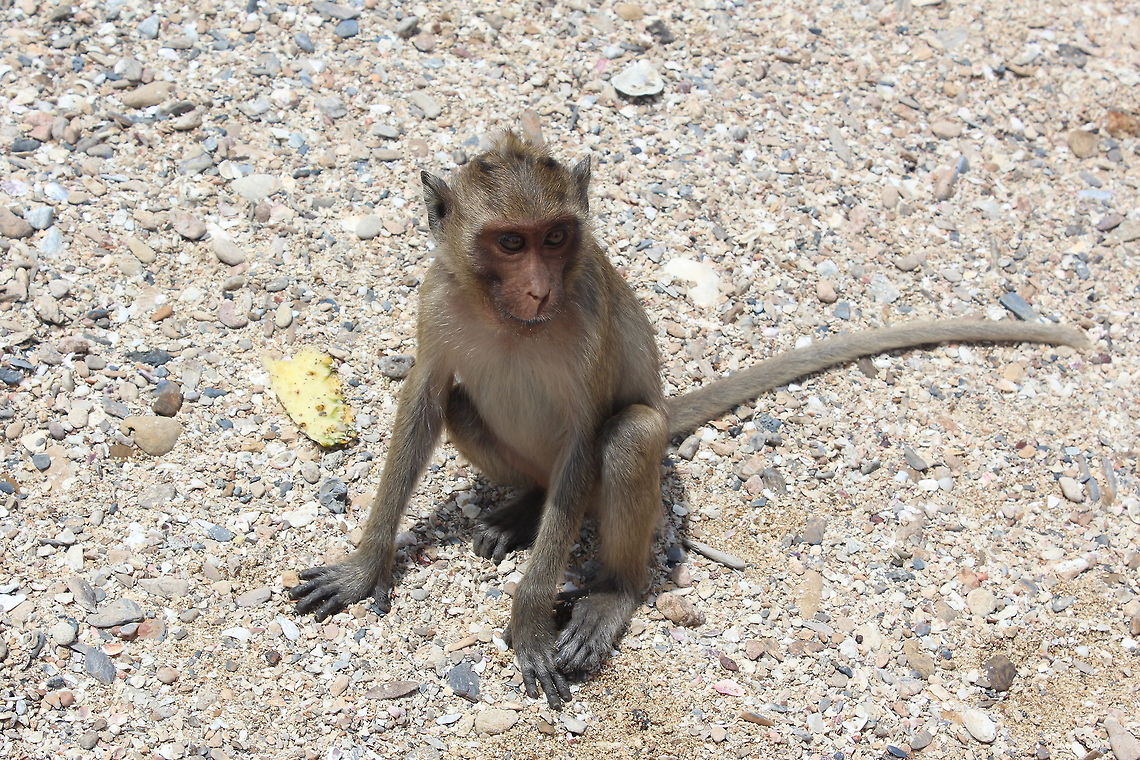 Macaque Monkey Taken on Monkey Island off Hua Hin Thailand Crab-eating macaque,Macaca fascicularis,Macaque,Monkeys,Thailand