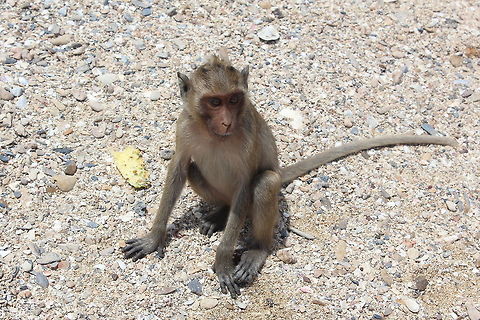 Macaque Monkey Taken on Monkey Island off Hua Hin Thailand Crab-eating macaque,Macaca fascicularis,Macaque,Monkeys,Thailand