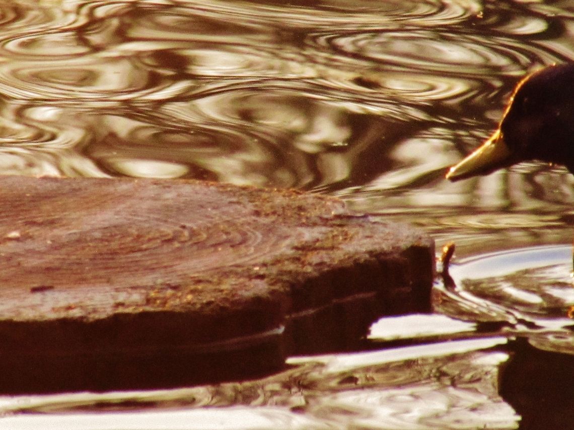 Duck at the Prospect Park Pond The snow has melted and this beautiful duck decided to inspect a wet tree stump as a place to perch.  American Black Duck,Anas rubripes,Duck,Pond,Prospect Park