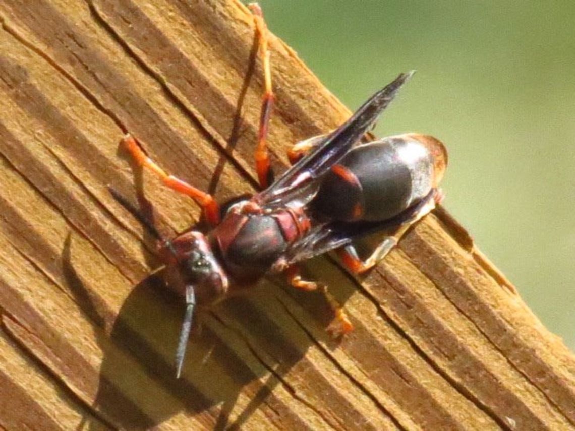 Buzz This is a picture of a bee, taken a few years ago. Geotagged,Metricus paper wasp,Polistes metricus,United States