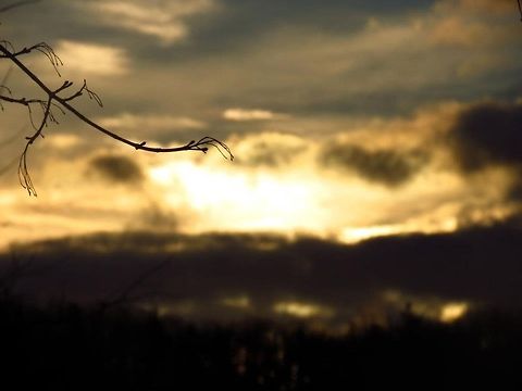 Blurred I originally was trying to take a picture of the sunset in the background, but my camera refocused at the last second and this picture was captured. Geotagged,Mountains,Sunset,United States,branch,sun