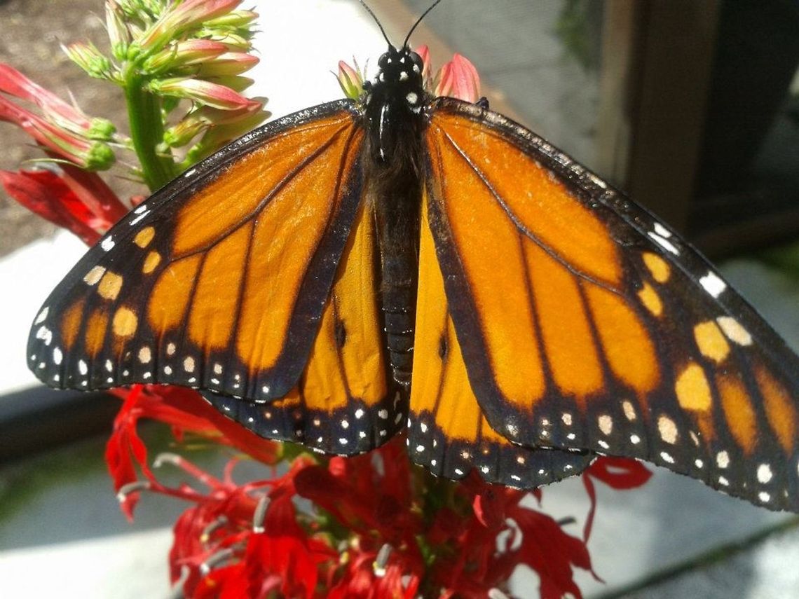 Monarch a monarch butterfly inside of a butterfly house in Arlie Gardens. Butterfly,Danaus plexippus,Geotagged,Monarch,United States