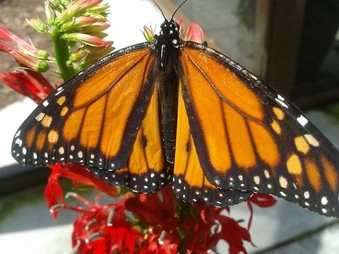 Monarch a monarch butterfly inside of a butterfly house in Arlie Gardens. Butterfly,Danaus plexippus,Geotagged,Monarch,United States