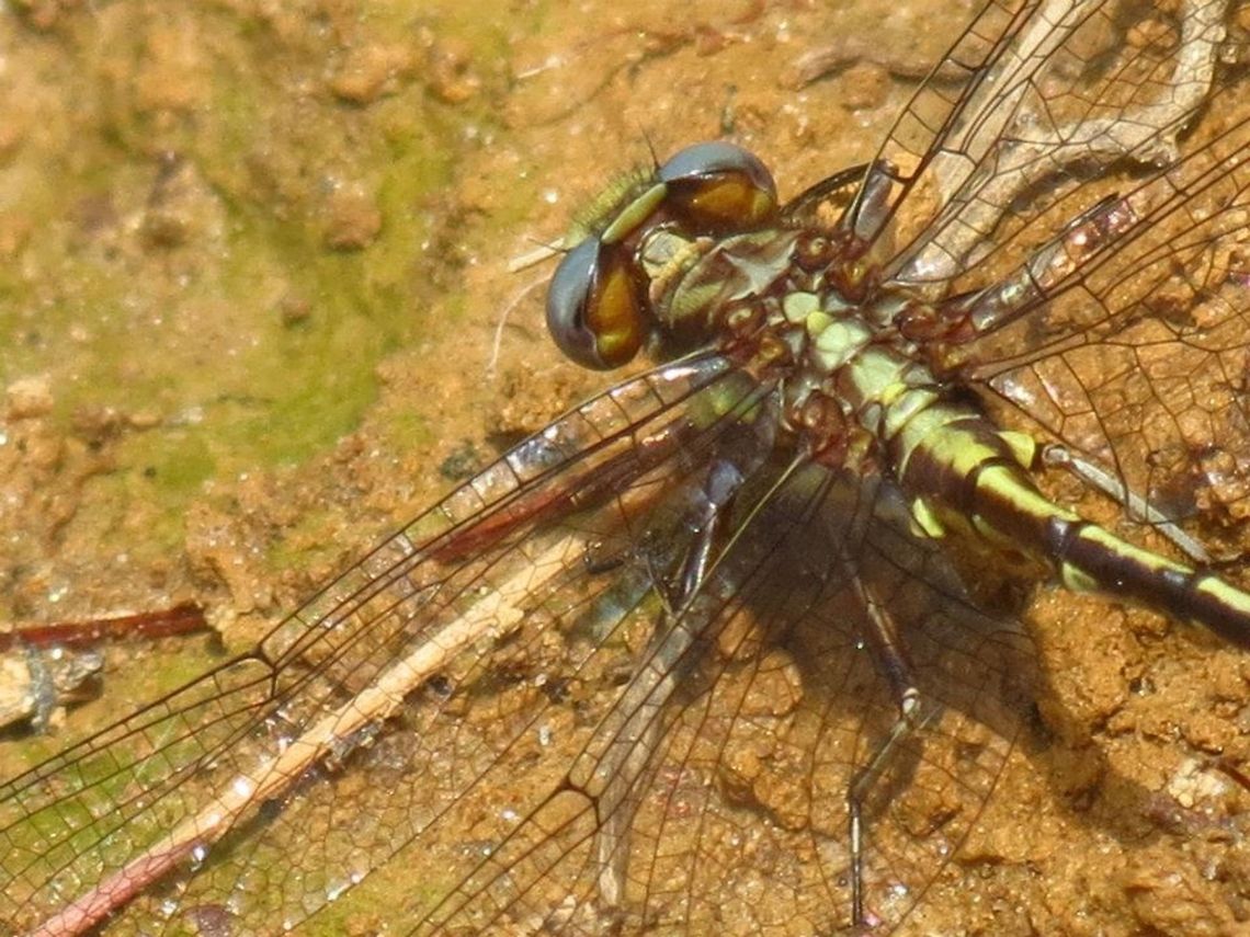 Dragonfly I know that my picture and the species picture are the exact same, but this picture is 100% mine and i&#039;m not sure why it is also being used for the species picture. i took this picture in my back yard. Dragonfly,Geotagged,United States
