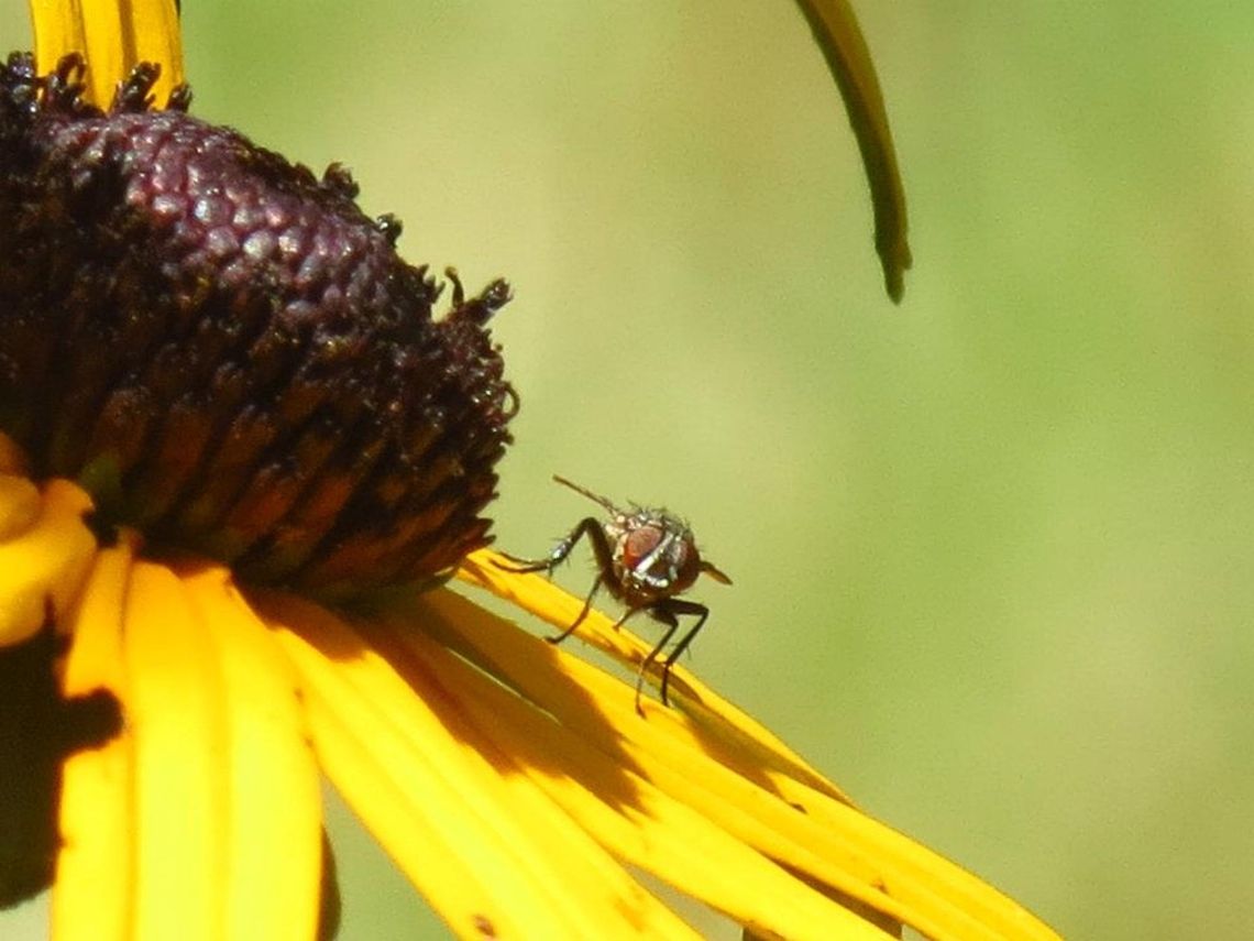 Fly on a Flower a fly sitting on a flower Fly,Geotagged,United States,flower