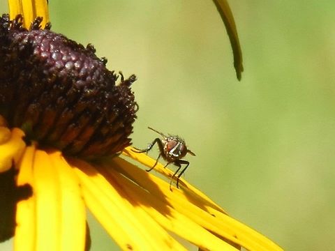 Fly on a Flower a fly sitting on a flower Fly,Geotagged,United States,flower