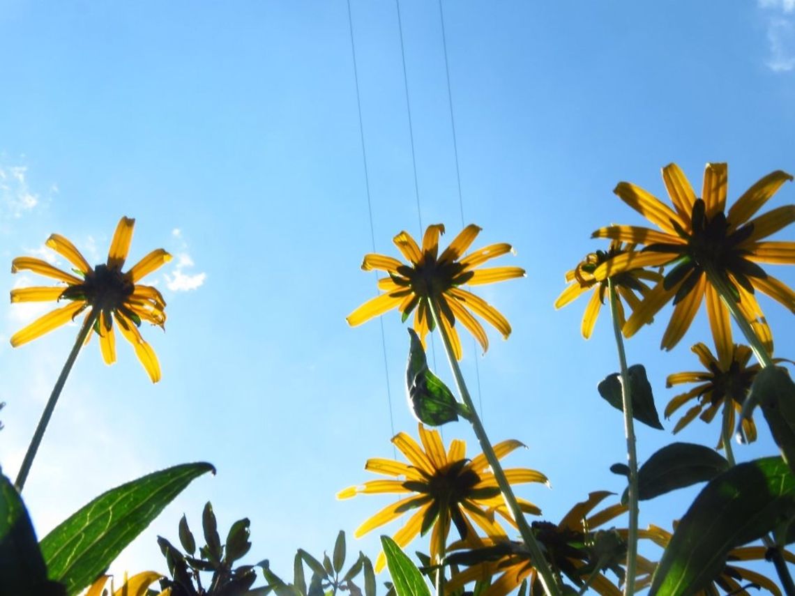 Black Eyed Susans black eyed susans from underneath Geotagged,Sky,United States,black eyed Susan,flower,sun