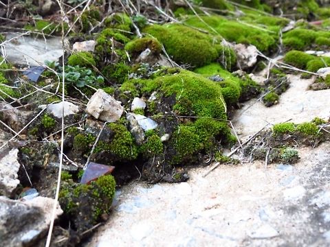 Moss Moss on the ground Geotagged,Moss,United States