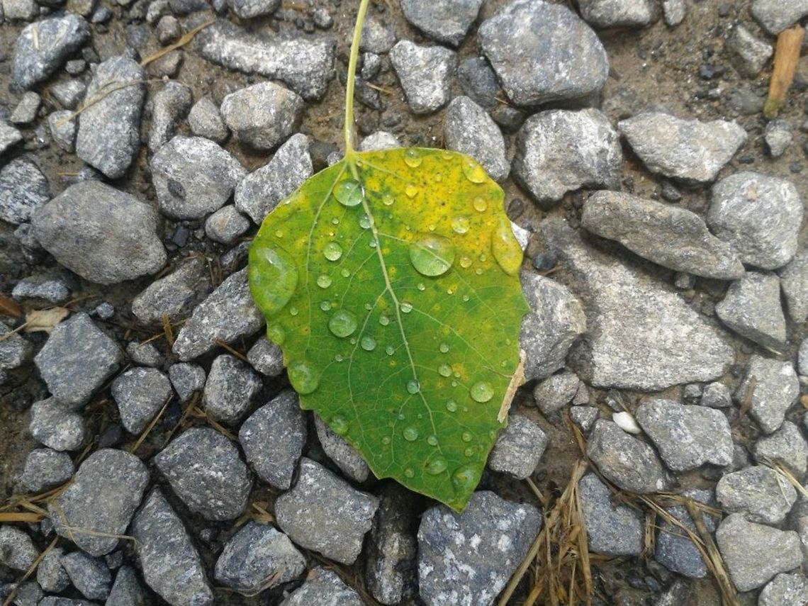 Raindrops raindrops on a leaf Geotagged,Leaf,Raindrops,United States,rain