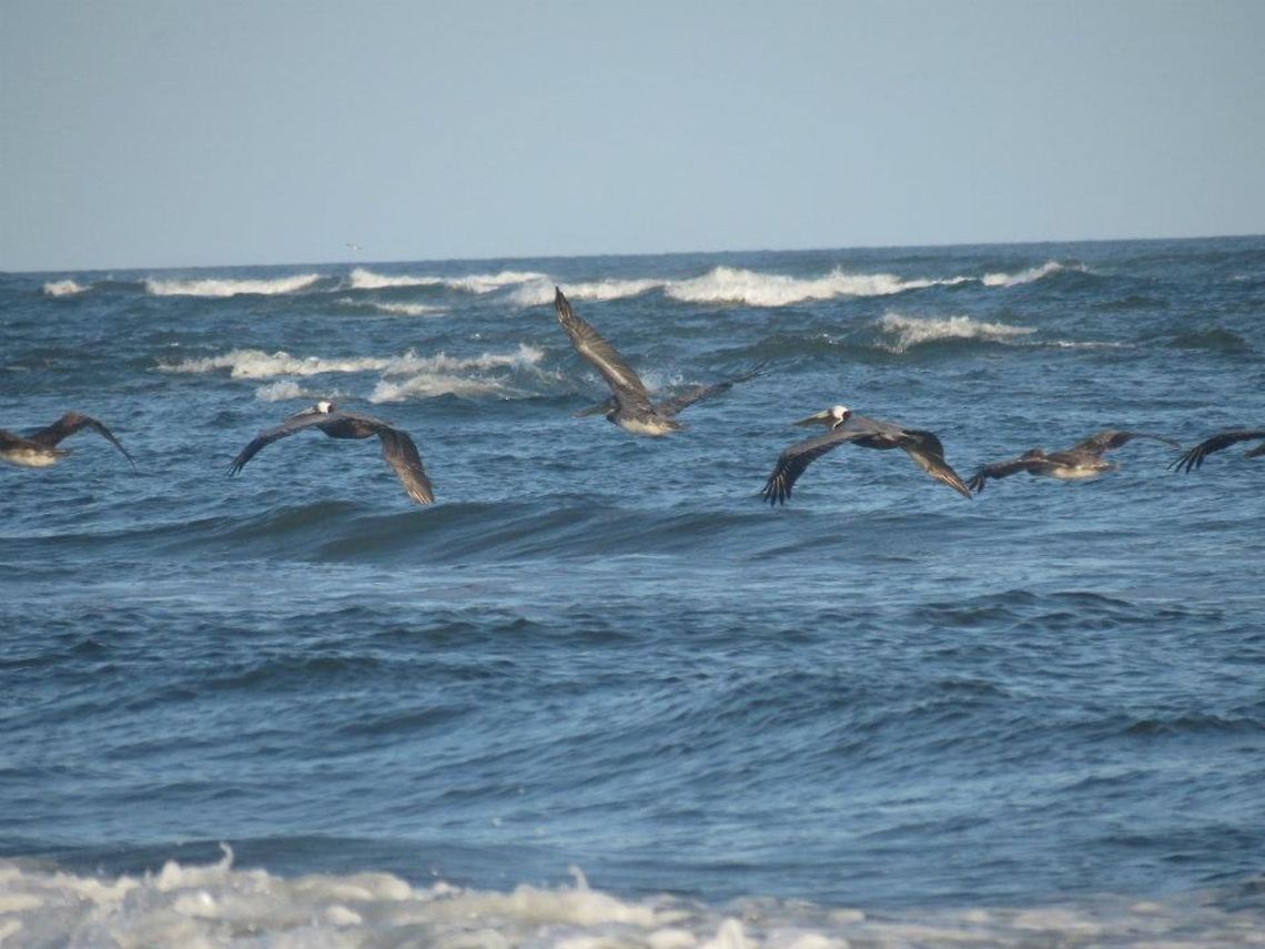 Pelicans Pelicans flying over the ocean Beach,Birds,Brown Pelican,Geotagged,Pelecanus occidentalis,United States,Waves,flying,ocean,water