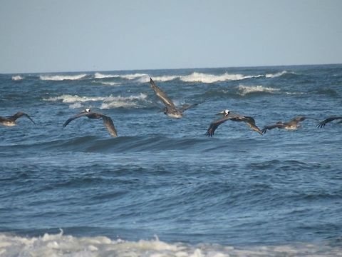Pelicans Pelicans flying over the ocean Beach,Birds,Brown Pelican,Geotagged,Pelecanus occidentalis,United States,Waves,flying,ocean,water