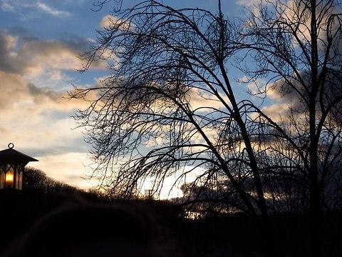 Right before Sunset some trees at Appalachian State University just before sunset Clouds,Geotagged,Shadows,Sky,Sunset,United States,trees