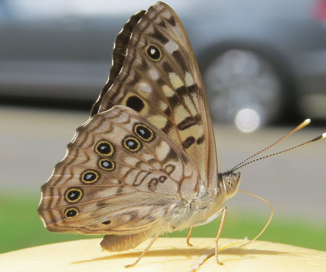 butterfly on a post a butterfly on a post in Tanglewood Park Asterocampa celtis,Butterfly,Geotagged,United States