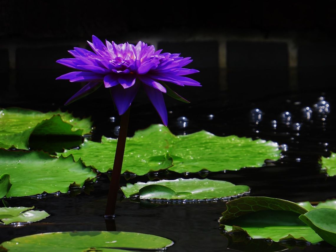 Purple a purple flower in a pond Geotagged,Pond,United States,flower,lilypads,purple,water