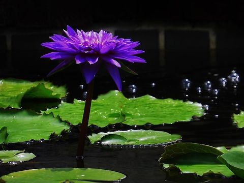 Purple a purple flower in a pond Geotagged,Pond,United States,flower,lilypads,purple,water