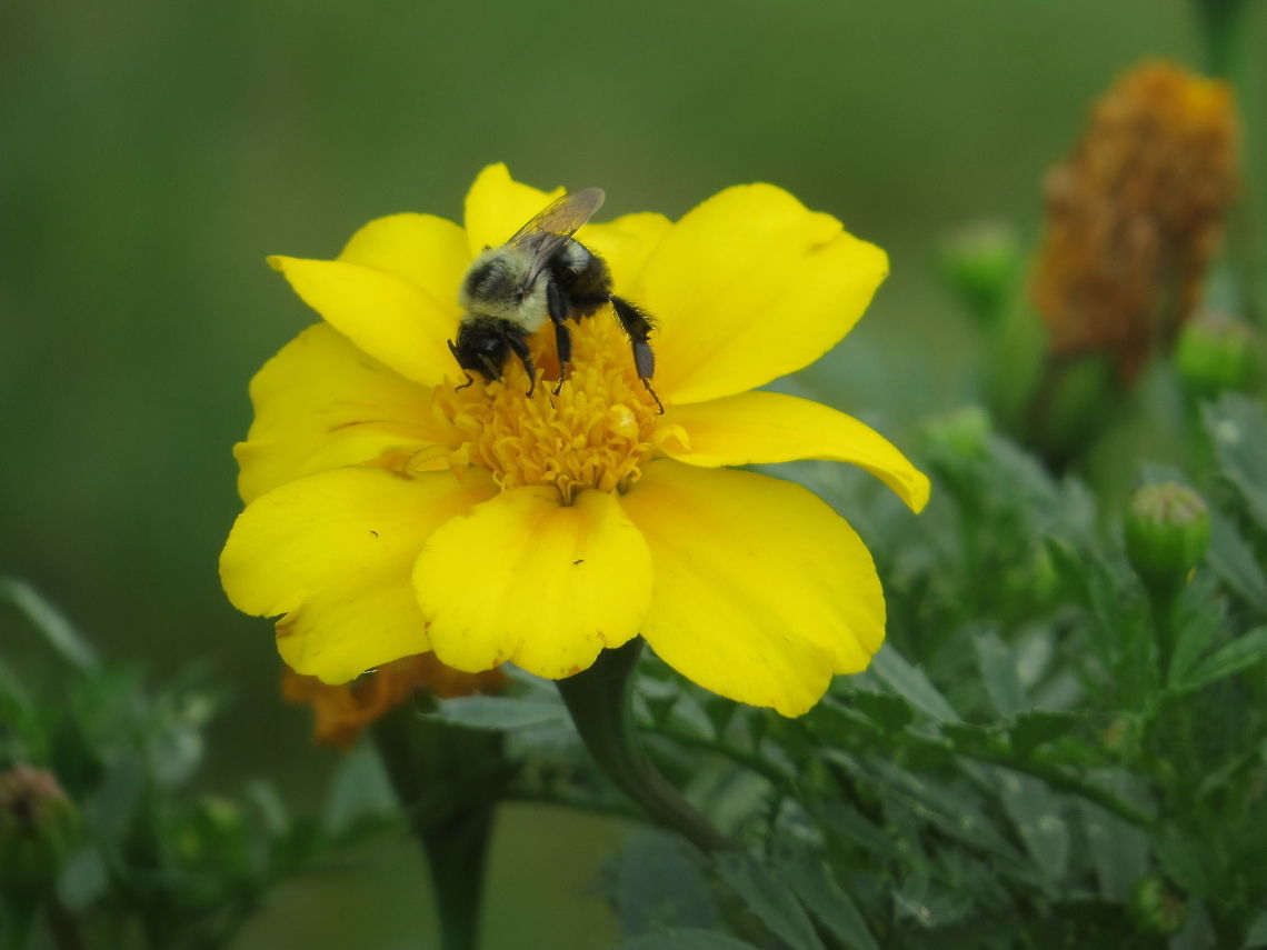 Little Bee a bee on a flower Geotagged,United States,bumblebee,flower