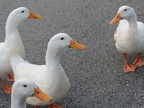 Ducks ducks in the park Anas platyrhynchos domesticus,Domesticated duck,Ducks,Geotagged,United States