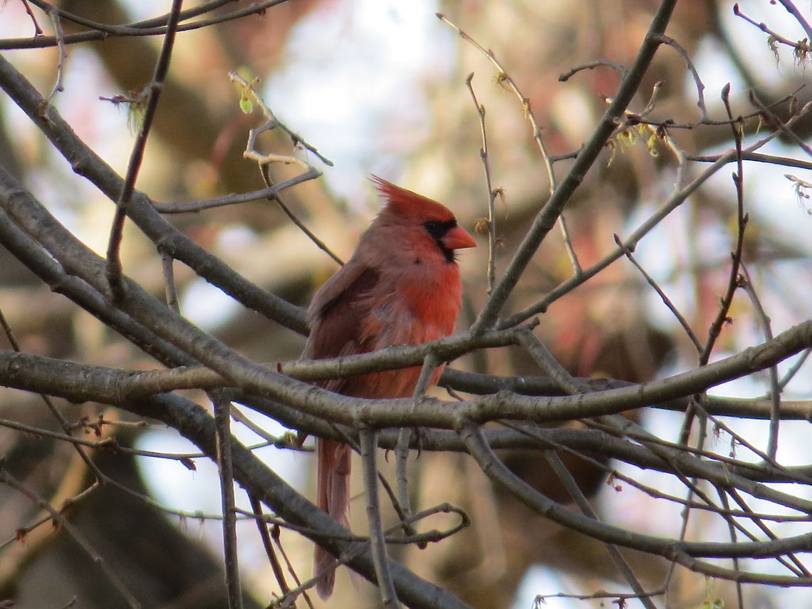 Cardinal cardinal in the trees Argynnis pandora,Cardinal,Cardinalis cardinalis,Geotagged,Northern Cardinal,Tree,United States,bird