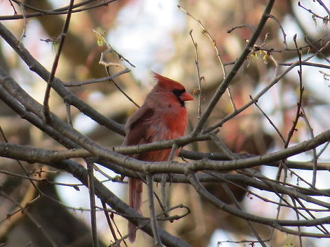 Cardinal cardinal in the trees Argynnis pandora,Cardinal,Cardinalis cardinalis,Geotagged,Northern Cardinal,Tree,United States,bird