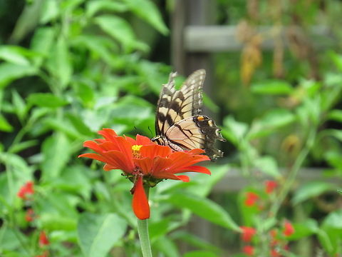 Butterfly on a flower butterfly on a red flower Butterfly,Eastern Tiger Swallowtail,Geotagged,Papilio glaucus,United States,red flower