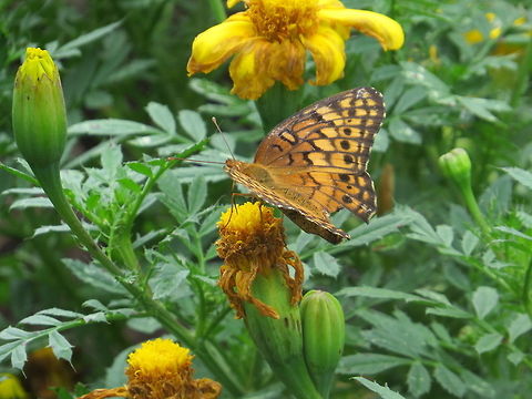butterfly a butterfly on a flower bud Butterfly,Euptoieta claudia,Geotagged,United States,Variegated Fritillary,flower