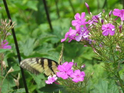 Butterfly a monarch butterfly on a flower Butterfly,Danaus plexippus,Eastern Tiger Swallowtail,Geotagged,Monarch,Papilio glaucus,United States,flower