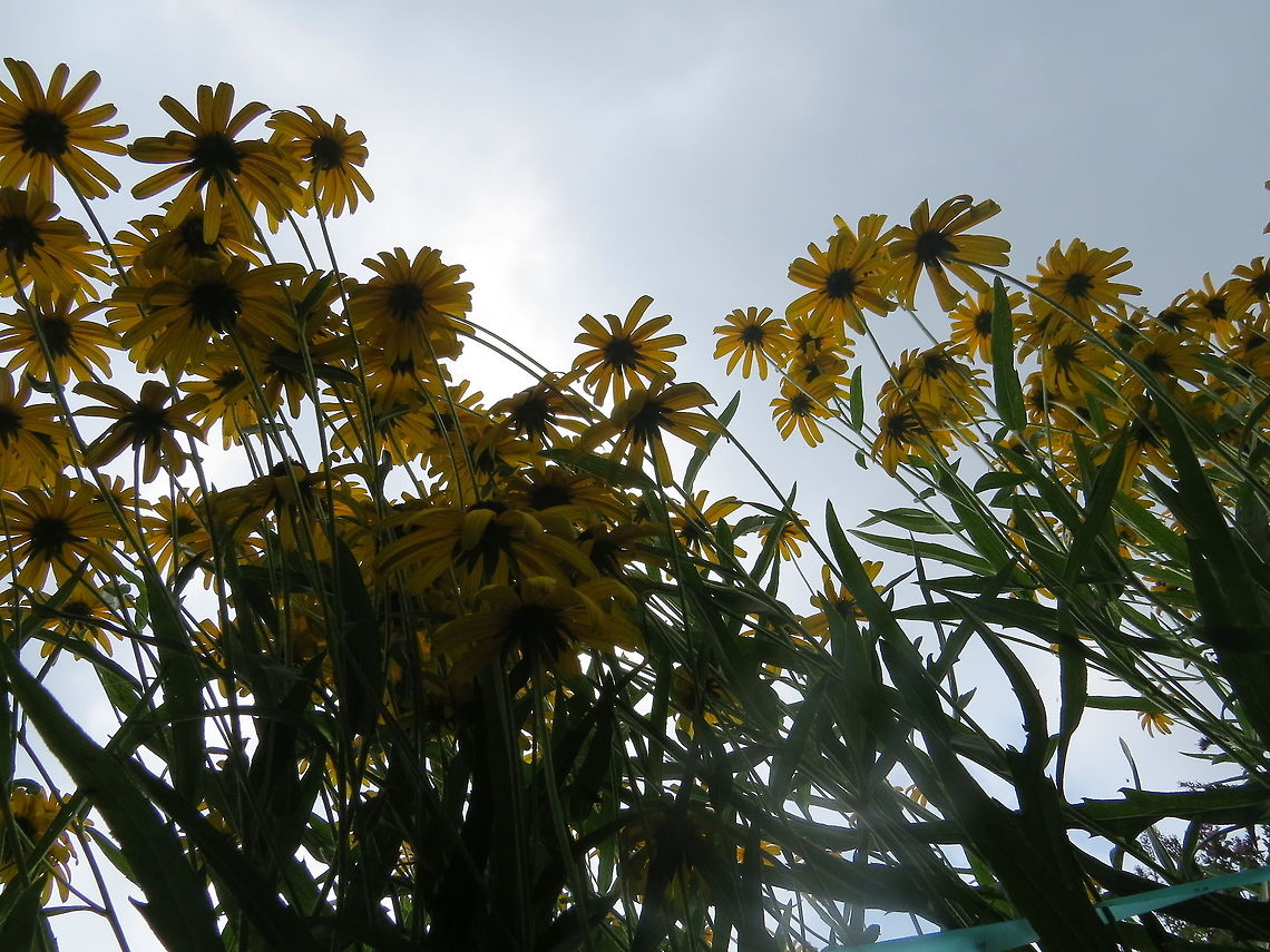 Black eyed Susan Black eyed susans from underneath Black-eyed Susan,Flowers,Geotagged,Rudbeckia hirta,Sky,United States,black eyed Susan,sun