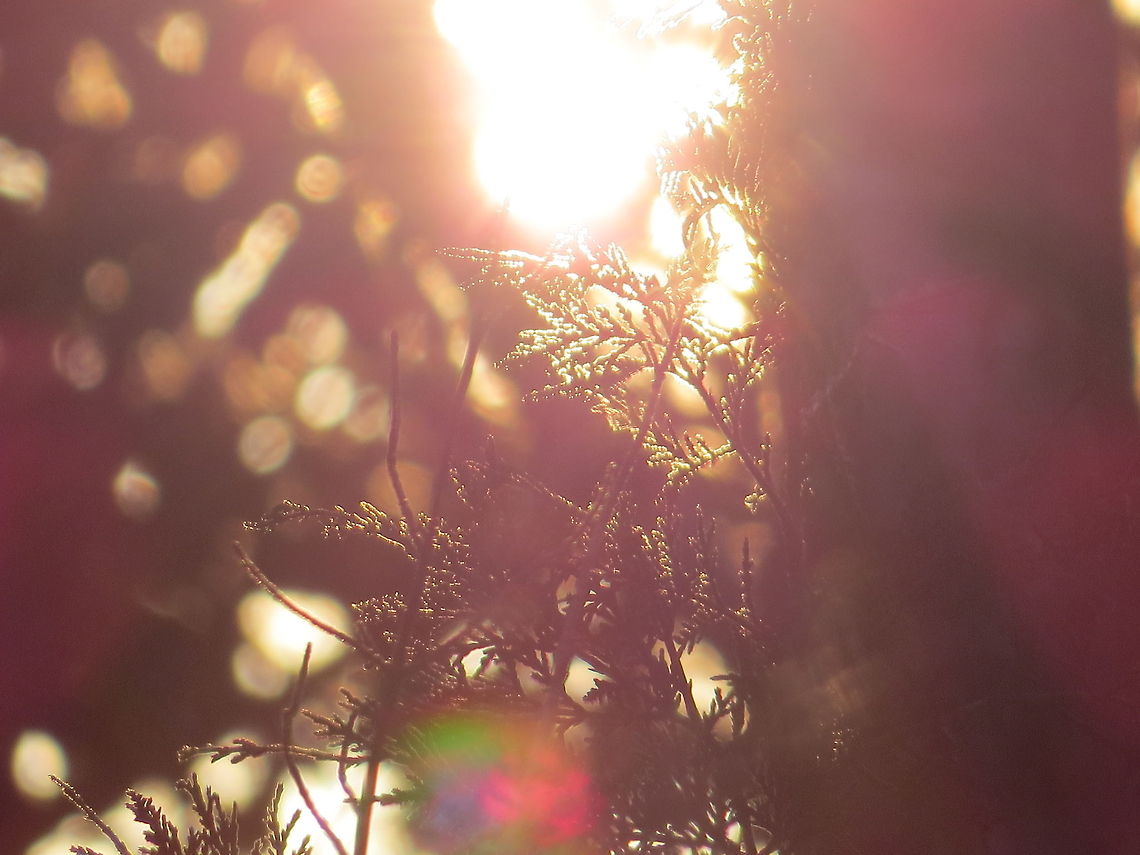 Peek-a-boo The sun coming through the trees. Geotagged,Leaves,Sunset,United States,bright,sun,tree branches,trees