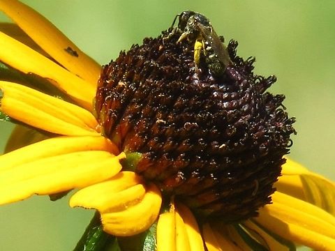 Bee on a Flower Taken in Glade Valley, North Carolina. Bombus pratorum,Early bumblebee,Geotagged,United States,bee,flower
