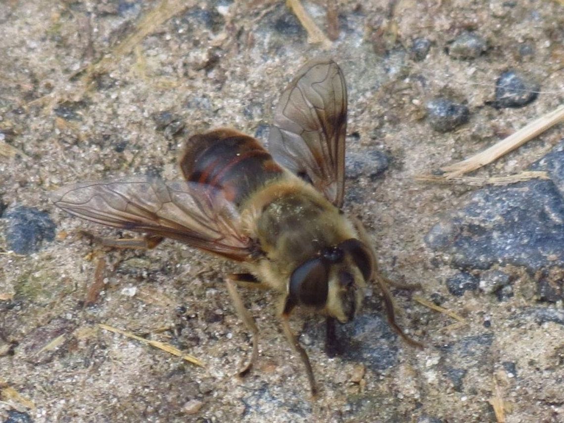 Bee Taken in Glade Valley, NC Geotagged,United States