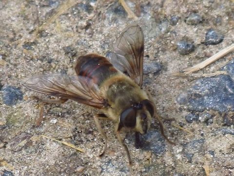 Bee Taken in Glade Valley, NC Geotagged,United States