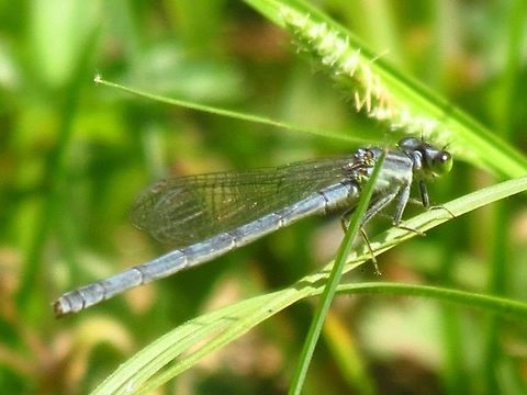 Damselfly This was in a field in Glade Valley, North Carolina Damselfly,Fragile Forktail,Geotagged,Ischnura posita,United States