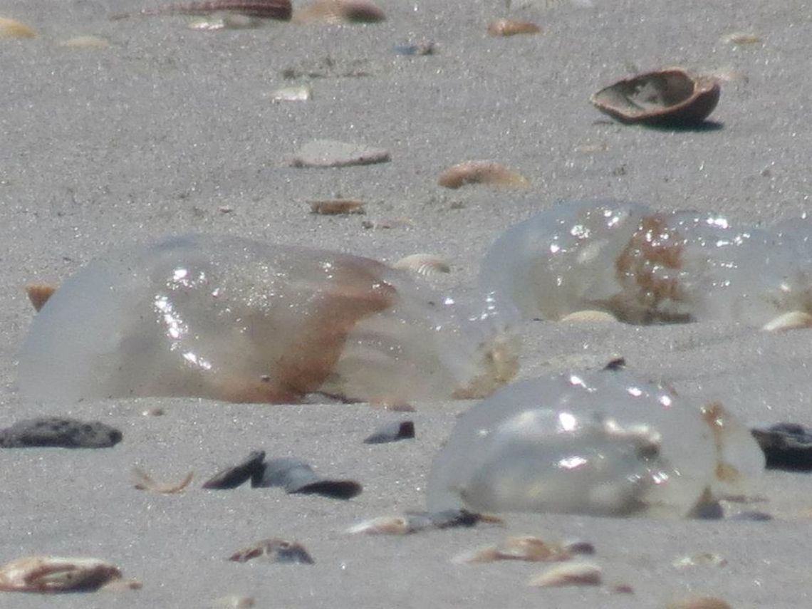 Jellyfish This was taken at Holden Beach, North Carolina Aurelia aurita,Beach,Geotagged,Jellyfish,Moon jellyfish,United States,sand,seashells