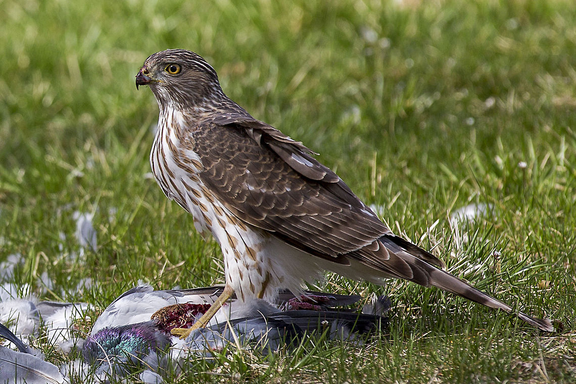 Hawk A Cooper&#039;s hawk sits over its meal, a pigeon, in Lexington, Kentucky on March 31, 2014.  Accipiter cooperii,Coopers Hawk