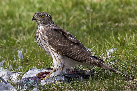 Hawk A Cooper's hawk sits over its meal, a pigeon, in Lexington, Kentucky on March 31, 2014.  Accipiter cooperii,Coopers Hawk