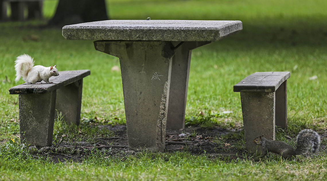 Wildart An albino squirrel (left) eyes one of its normally colored cousins (right) from a picnic table bench in Goodale Park Monday afternoon, July 8, 2013. Albinism, or lacking the pigments that cause normal coloration, is a recessive trait. The recessive gene inhibits the production of melanin, and approximately 1 in 100,000 squirrels inherit and express the condition. Eastern gray squirrel,Sciurus carolinensis