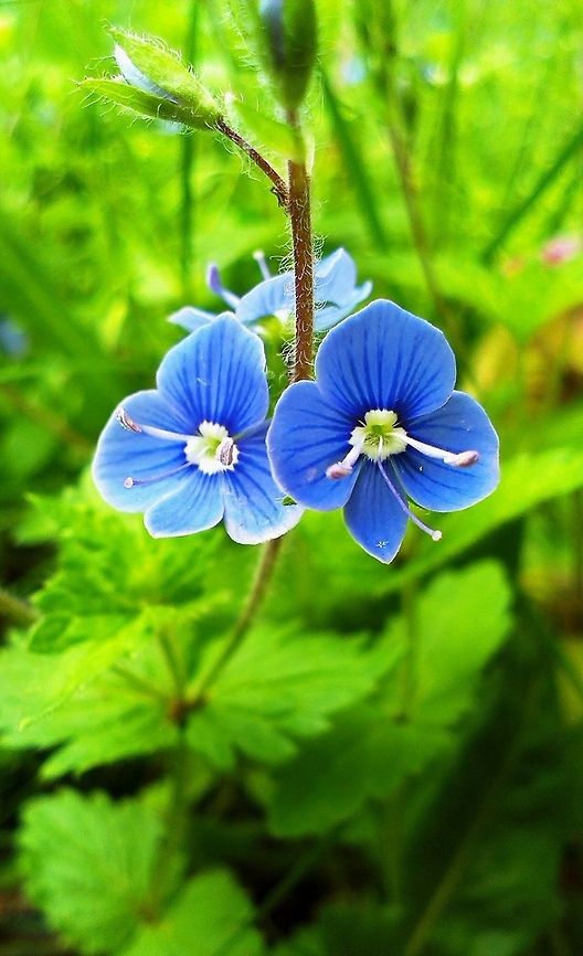 Veronica chamaedrys hope it is the right species. Bird's-eye speedwell,Green,Veronica chamaedrys,blue,flower
