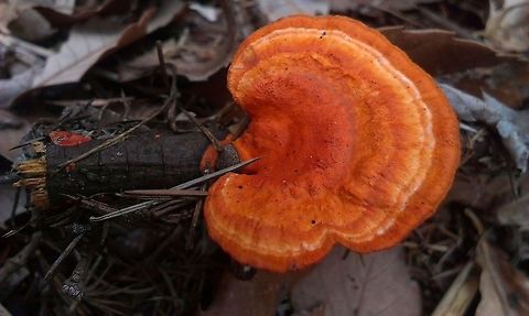 flaming fungus  Geotagged,Japan,Pycnoporus coccineus,fungi,fungus,mushroom,orange,wood mushroom
