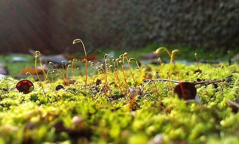 moss field  Geotagged,Green,Japan,moss,sunset