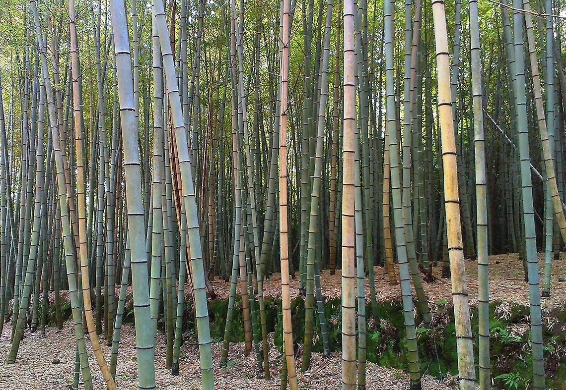 bamboo forest This is a cleaned part of the forest, in natural form it is more messy. Geotagged,Green,Japan,Phyllostachys bambusoides,bamboo,forest